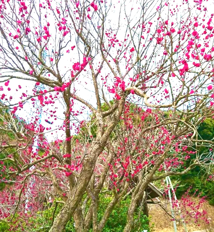 満開の梅を見にお出かけ